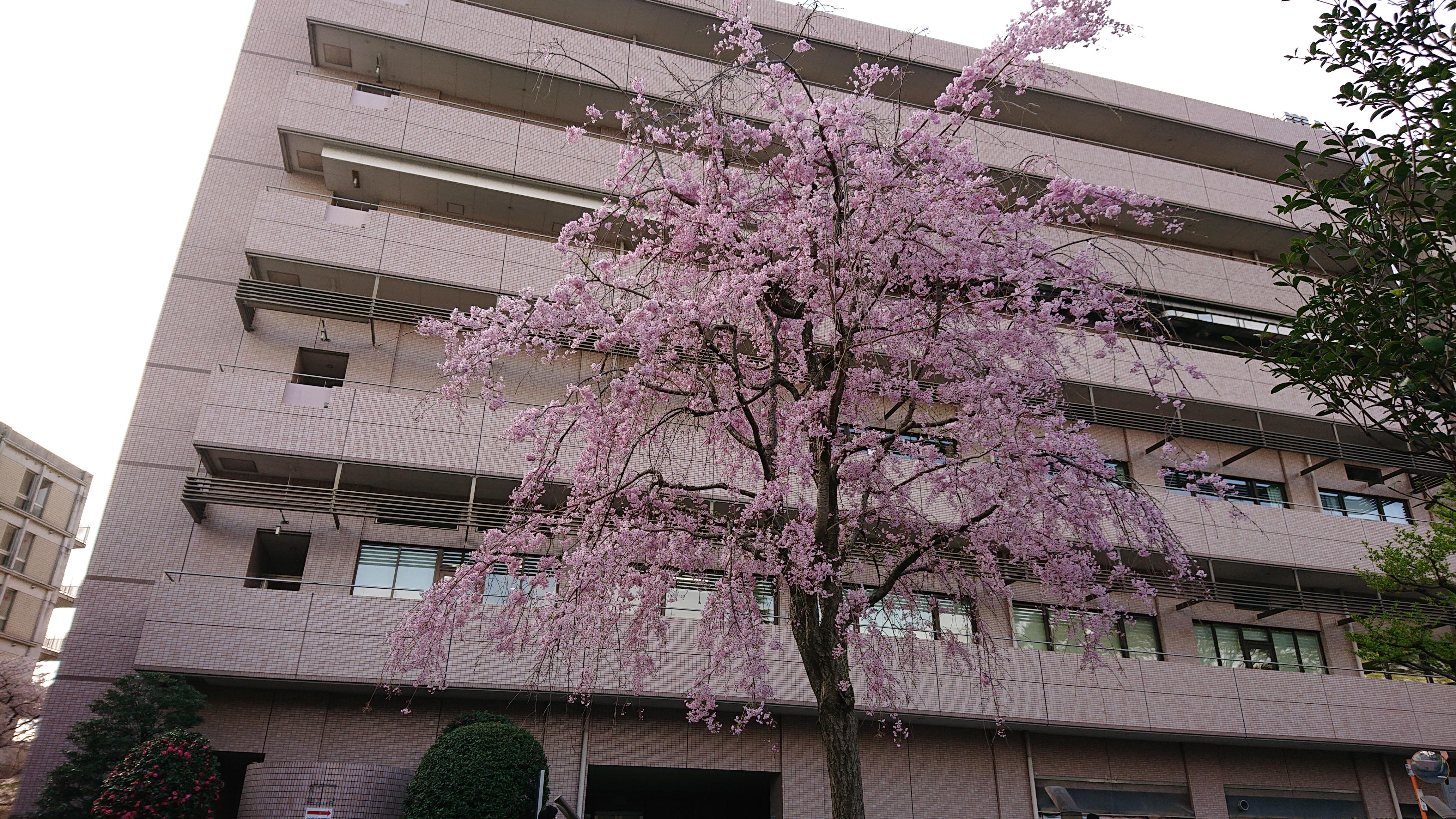 東京都立荏原病院麻酔科研修プログラム